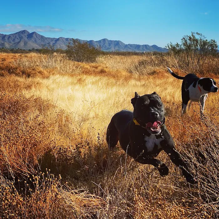 Animal Specialty Group of Scottsdale Picture 7