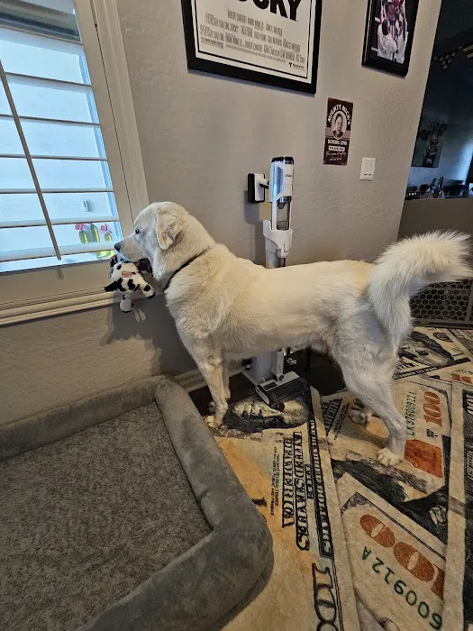 Arizona Canine Orthopedics & Sports Medicine Picture 1