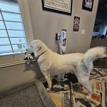Arizona Canine Orthopedics & Sports Medicine