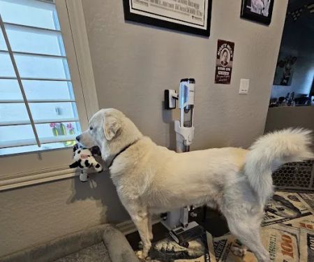 Arizona Canine Orthopedics & Sports Medicine