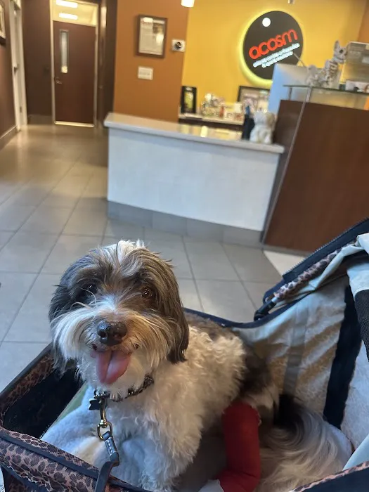 Arizona Canine Orthopedics & Sports Medicine Picture 9