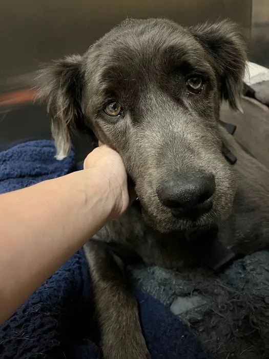 Arizona Canine Orthopedics & Sports Medicine Picture 5