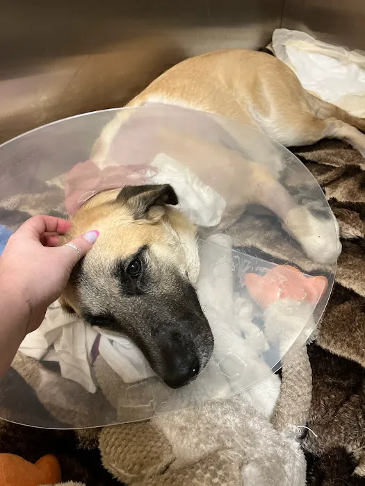 Arizona Canine Orthopedics & Sports Medicine Picture 4