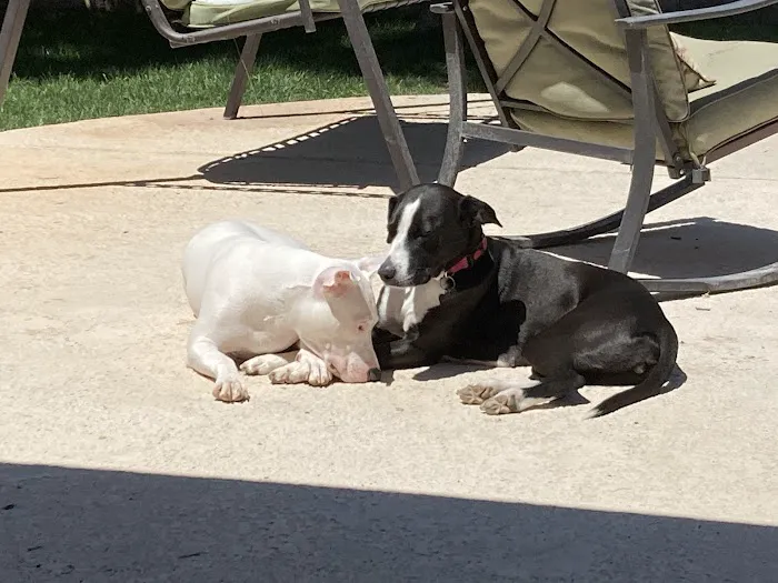 PAWS - The Modern Spay Neuter Clinic Picture 3