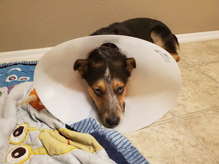 PAWS - The Modern Spay Neuter Clinic Picture 1