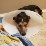 PAWS - The Modern Spay Neuter Clinic