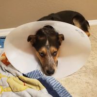 PAWS - The Modern Spay Neuter Clinic ico