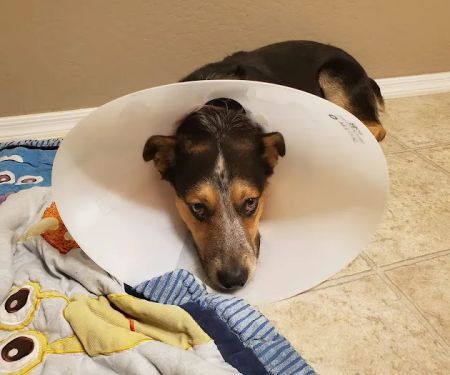 PAWS - The Modern Spay Neuter Clinic