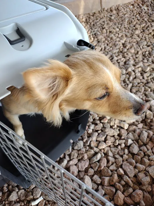 PAWS - The Modern Spay Neuter Clinic Picture 9