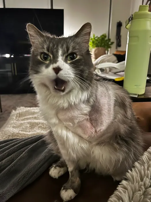 Pet Urgent Care Picture 5