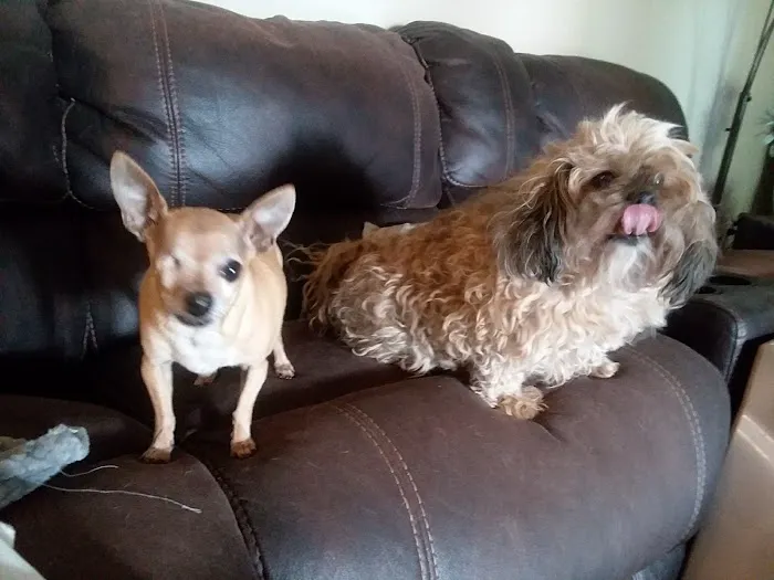 Pet Urgent Care Picture 6