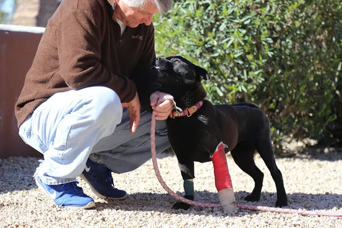 Pet Urgent Care Picture 8