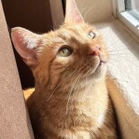 Desert Veterinary Medical Specialists ico