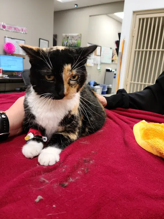 Desert Veterinary Medical Specialists Picture 2