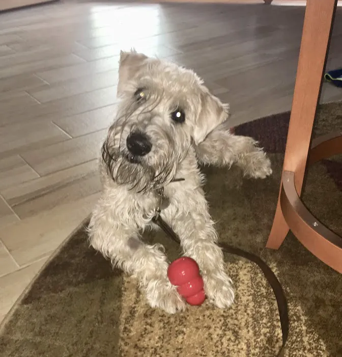 Desert Veterinary Medical Specialists Picture 10