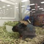 Petco