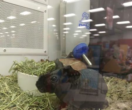 Petco