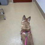 Eye Care for Animals - Gilbert
