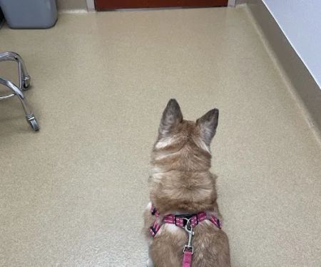 Eye Care for Animals - Gilbert