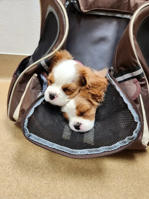 Eye Care for Animals - Gilbert Picture 4
