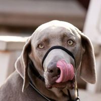 Arizona Veterinary Dental Specialists - Gilbert ico