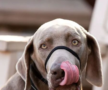Arizona Veterinary Dental Specialists - Gilbert