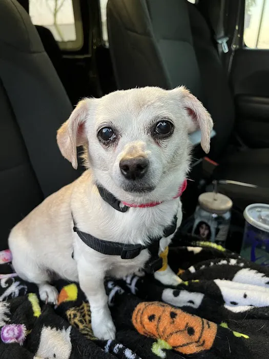 Arizona Veterinary Dental Specialists - Gilbert Picture 5