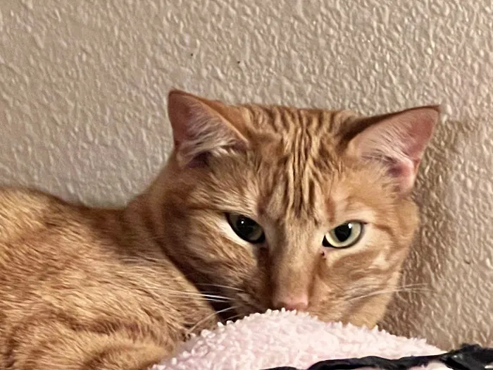 Arizona Veterinary Dental Specialists - Gilbert Picture 4