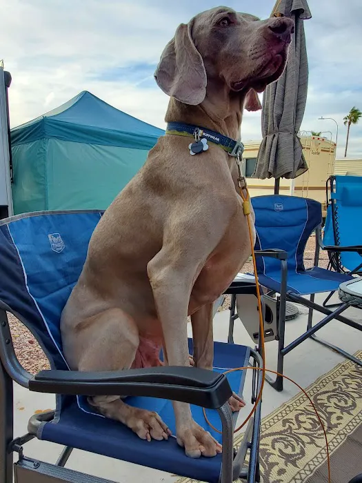 Arizona Veterinary Dental Specialists - Gilbert Picture 8