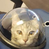 The Pet Stop ico