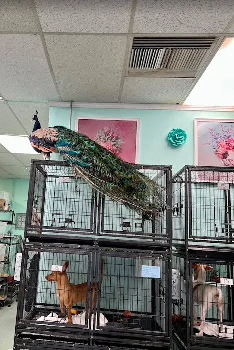The Pet Stop Picture 6
