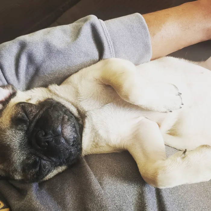 The Pet Stop Picture 8