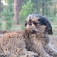 Dermatology for Animals - Gilbert ico