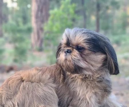 Dermatology for Animals - Gilbert
