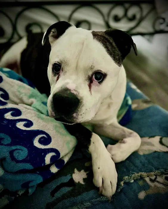 Dermatology for Animals - Gilbert Picture 6