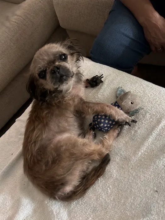 Dermatology for Animals - Gilbert Picture 3