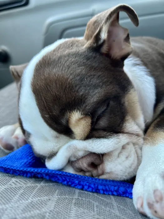 Dermatology for Animals - Gilbert Picture 8