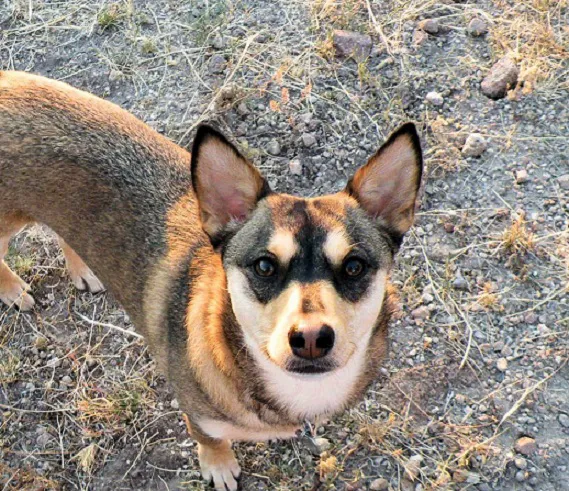 Dermatology for Animals - Gilbert Picture 7