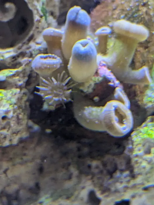 Pisces Fish and Coral Picture 8
