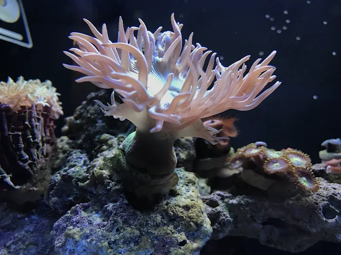 Pisces Fish and Coral Picture 7