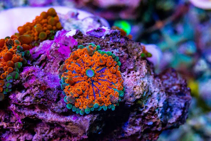Pisces Fish and Coral Picture 10