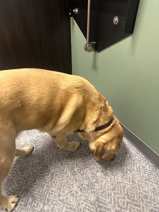 Curem Veterinary Care Picture 1