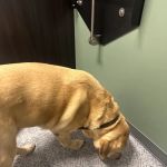 Curem Veterinary Care