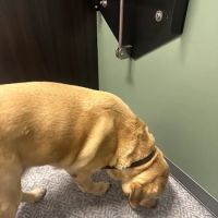 Curem Veterinary Care ico