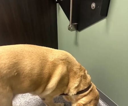 Curem Veterinary Care