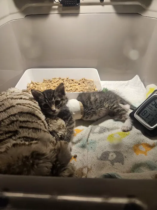 Curem Veterinary Care Picture 5