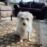 Follow Your Heart Animal Hospital ico