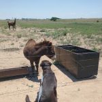 Affordable Veterinary Clinic