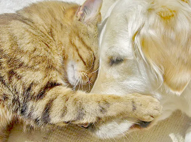 Affordable Veterinary Clinic Picture 10