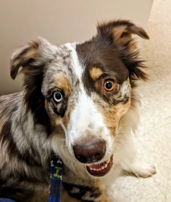 Red Mountain Animal Hospital Picture 8